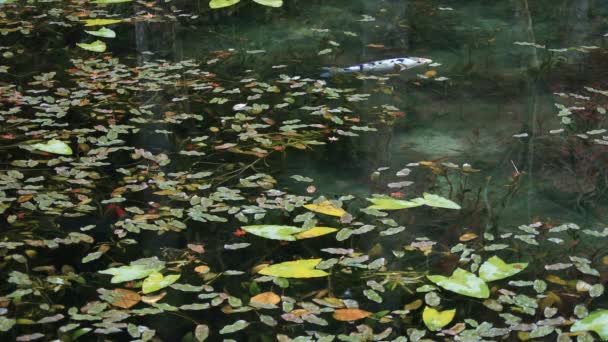 Carpa de natación en el hermoso estanque verde en Gifu Japón otoño — Vídeo de stock