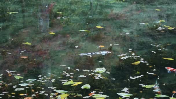 Swimming carp in the beautiful green pond in Gifu Japan autumn — Stock Video