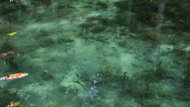 Carpa de natación en el hermoso estanque verde en Gifu Japón otoño — Vídeos de Stock