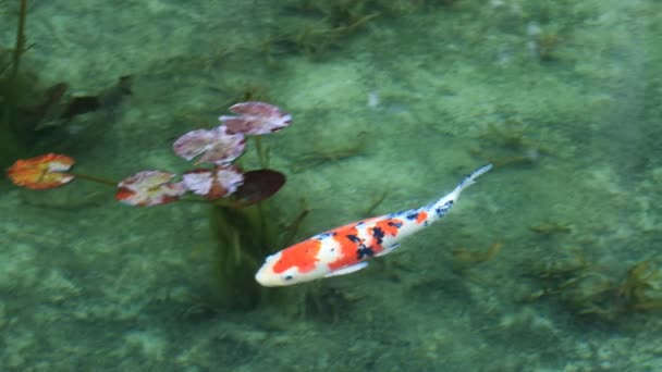 Κολύμβηση carp στην όμορφη πράσινη λίμνη Ιαπωνία Gifu φθινόπωρο — Αρχείο Βίντεο