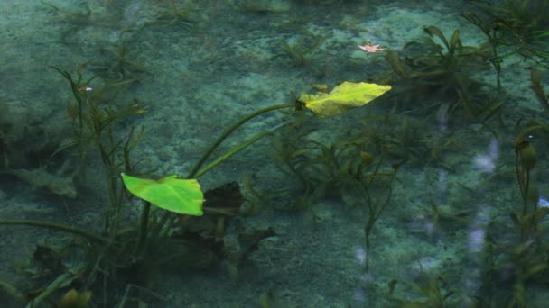 Foglie di loto nel bellissimo laghetto verde di Gifu Giappone — Video Stock