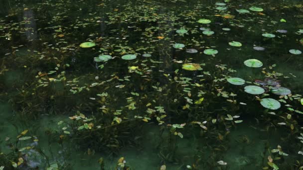 Lotusblätter im schönen grünen Teich in Gifu Japan — Stockvideo