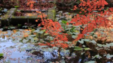 Kırmızı orman içinde Gifu Japonya sonbahar yaprakları