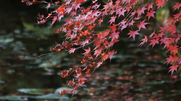 Red leaves at the forest in Gifu Japan autumn — Stock Video
