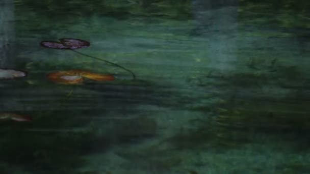 Lotus deixa na bela lagoa verde em Gifu Japão — Vídeo de Stock