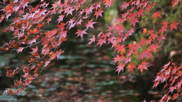 Hojas rojas en el bosque en Gifu Japón otoño — Vídeo de stock