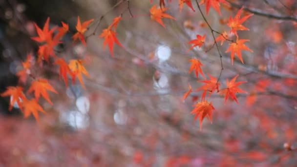 Червоні листи в лісі восени Ґіфу, Японія — стокове відео