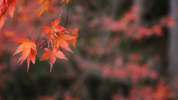 岐阜県の秋の森の紅葉します 岐阜県板取市 2018 赤葉の秋日本の森で カメラ キヤノン Eos Mark4 — ストック動画