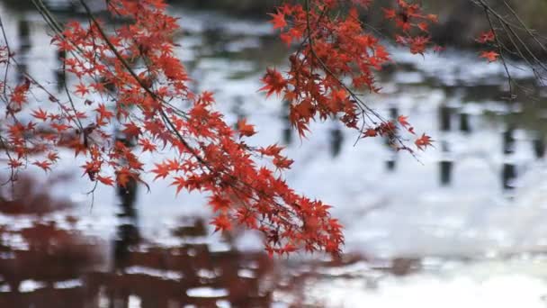 Hojas rojas en el bosque en Gifu Japón otoño — Vídeos de Stock