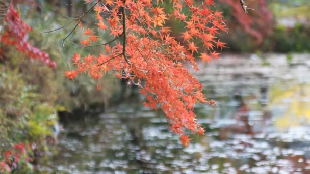 Hojas rojas en el bosque en Gifu Japón otoño — Vídeos de Stock