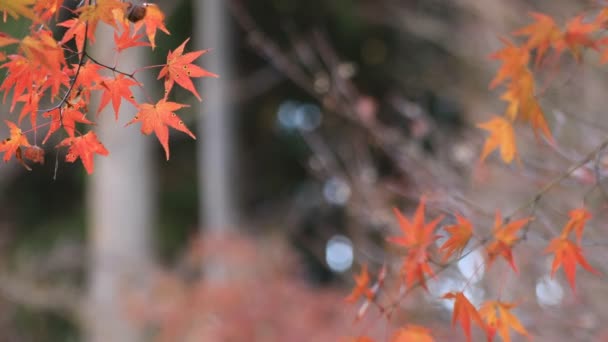 Красные листья в лесу в Гифу Япония осенью — стоковое видео