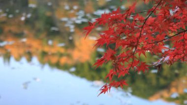 Kırmızı orman içinde Gifu Japonya sonbahar yaprakları