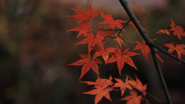 Rote Blätter im Wald im Gifu Japan Herbst — Stockvideo