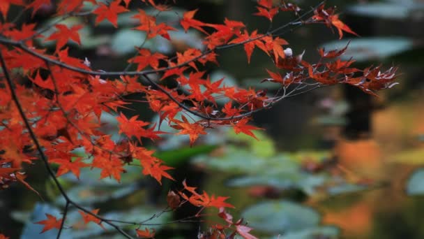 Rote Blätter im Wald im Gifu Japan Herbst — Stockvideo
