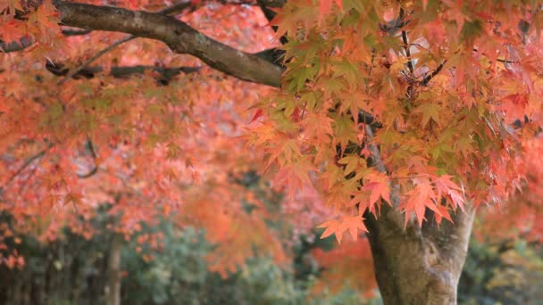 Hojas rojas en el bosque en Gifu Japón otoño — Vídeos de Stock