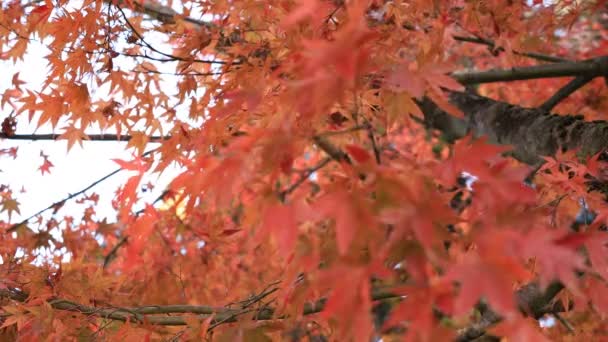 Röda blad på skogen i Gifu Japan hösten — Stockvideo