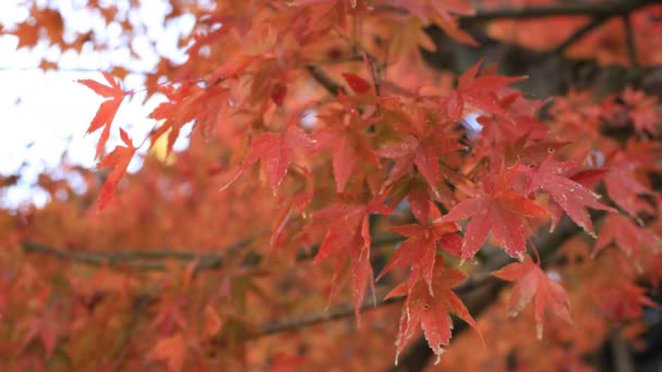 Röda blad på skogen i Gifu Japan hösten — Stockvideo