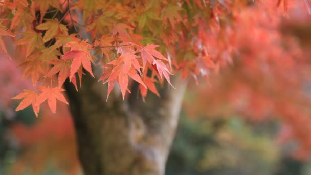 Hojas rojas en el bosque en Gifu Japón otoño — Vídeo de stock