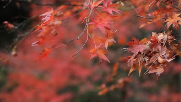 Червоні Листи Лісі Gifu Японії Восени Itadori Shi Gifu Японії — стокове відео