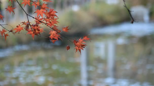 Red vertrekt het bos in het najaar van Gifu, Japan — Stockvideo