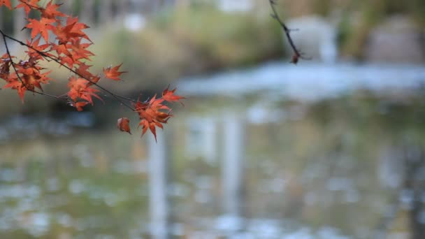 Rødt løv i skogen i Gifu Japan høsten – stockvideo