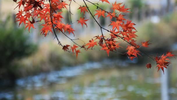 Красные листья в лесу в Гифу Япония осенью — стоковое видео