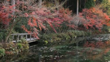 Kırmızı orman içinde Gifu Japonya sonbahar yaprakları