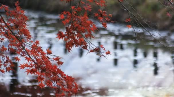 Foglie Rosse Nella Foresta Autunno Gifu Giappone Itadori Shi Gifu — Video Stock