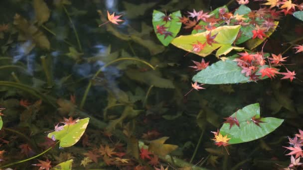Червоні листи в лісі восени Ґіфу, Японія — стокове відео