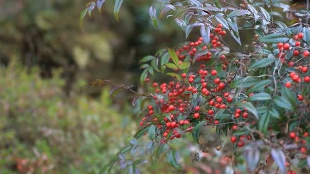 Feuilles rouges dans la forêt à Gifu Japon automne — Video