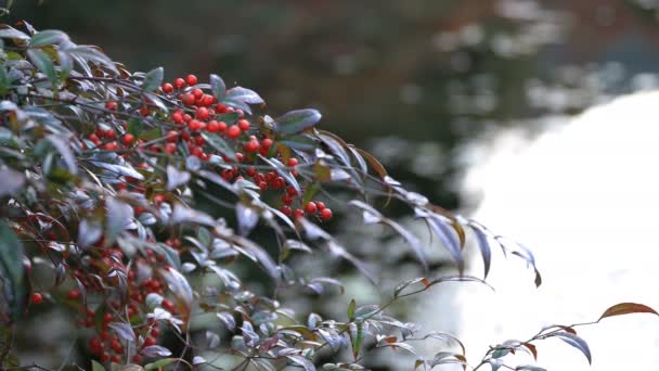 Piros levelek erdő őszi Gifu, Japán — Stock videók