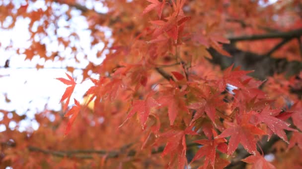 Hojas rojas en el bosque en Gifu Japón otoño — Vídeo de stock