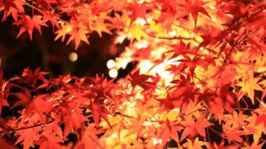 Kyoto Japonya 'daki geleneksel Eikandou parkında yanan kırmızı yapraklar.