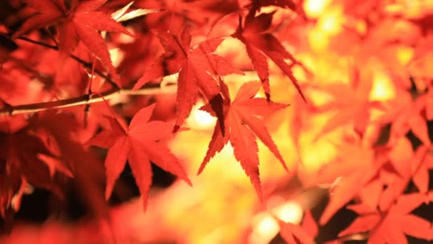 일본 교토의 에이 칸두에 있는 전통적 인 공원에 있는 살균 된 붉은 나뭇잎 — 비디오