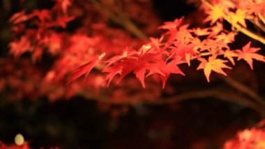 Kyoto Japonya 'daki geleneksel Eikandou parkında yanan kırmızı yapraklar.
