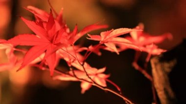Işıklı kırmızı Eikandou Kyoto Japonya'da geleneksel Park'ta bırakır. Onun içinde sonbahar. Sakyo-ku Kyoto Japonya - 11.30.2018: Bu s kırmızı yaprakları Japon ormanı sonbaharda. fotoğraf makinesi: Canon Eos 5d mark4