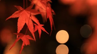 Kyoto Japonya 'daki geleneksel Eikandou parkında yanan kırmızı yapraklar.