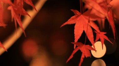 Kyoto Japonya 'daki geleneksel Eikandou parkında yanan kırmızı yapraklar.