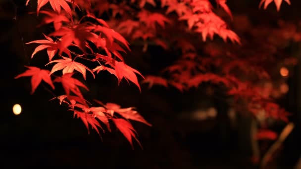 Hojas rojas iluminadas en el parque tradicional de Eikandou en Kyoto Japón otoño — Vídeo de stock
