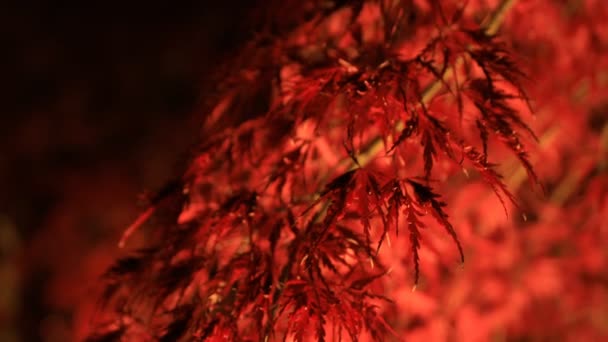 Kyoto Japonya 'daki geleneksel Eikandou parkında yanan kırmızı yapraklar. — Stok video