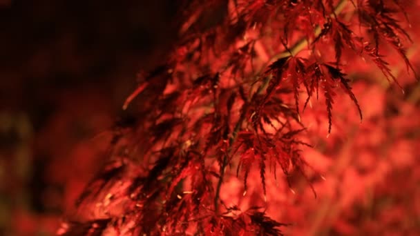Podświetlane czerwone liście w tradycyjnym parku w Eikandou w Kioto Japonia jesień — Wideo stockowe