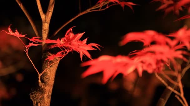 京都の Eikandou で伝統的な公園でライトアップされた紅葉します そので 京都市左京区 2018 赤葉の秋日本の森で カメラ キヤノン Eos — ストック動画