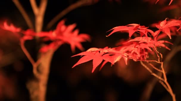 Hojas rojas iluminadas en el parque tradicional de Eikandou en Kyoto Japón otoño — Vídeo de stock