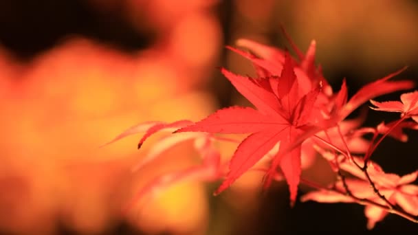 Foglie rosse illuminate nel parco tradizionale di Eikandou a Kyoto autunno Giappone — Video Stock