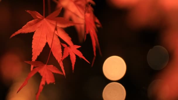 Hojas rojas iluminadas en el parque tradicional de Eikandou en Kyoto Japón otoño — Vídeos de Stock