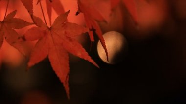 Kyoto Japonya 'daki geleneksel Eikandou parkında yanan kırmızı yapraklar.