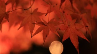 Kyoto Japonya 'daki geleneksel Eikandou parkında yanan kırmızı yapraklar.