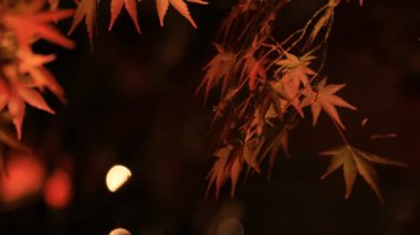 Kyoto Japonya 'daki geleneksel Eikandou parkında yanan kırmızı yapraklar.