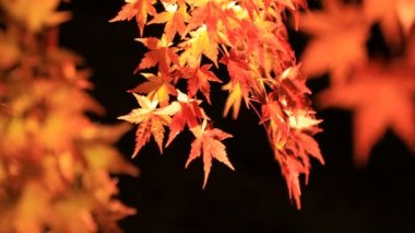 Kyoto Japonya 'daki geleneksel Eikandou parkında yanan kırmızı yapraklar.