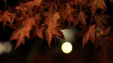 Kyoto Japonya 'daki geleneksel Eikandou parkında yanan kırmızı yapraklar.
